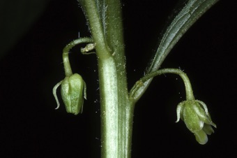 Hybanthus concolor flowers - North Carolina